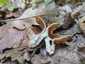 Bordás serleggomba (Helvella acetabulum), Budai-hegység
